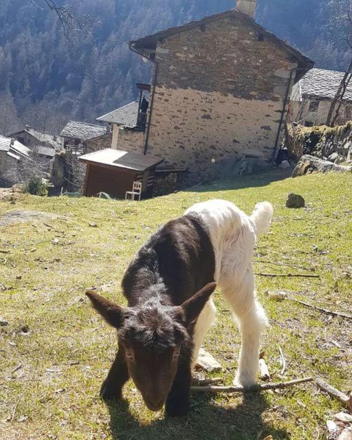 La Mura' - Il Vostro Posto Nel Gran Paradiso Ronco Canavese Екстер'єр фото