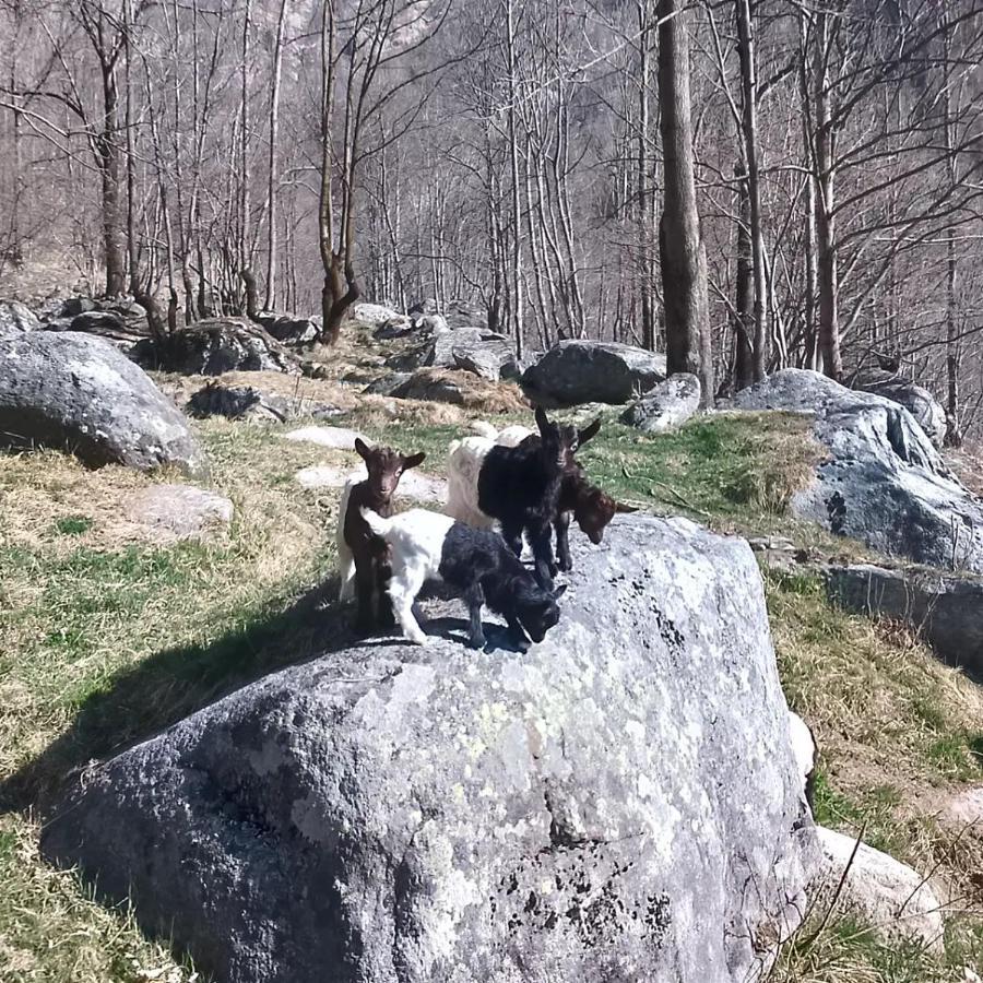 La Mura' - Il Vostro Posto Nel Gran Paradiso Ronco Canavese Екстер'єр фото
